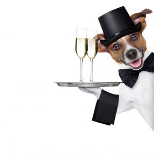Cocktail Server Dog